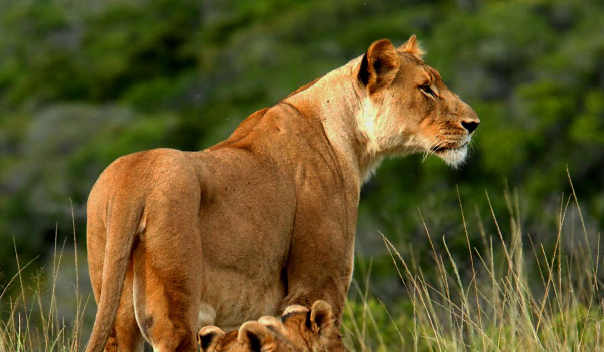 Tsavo West National Park