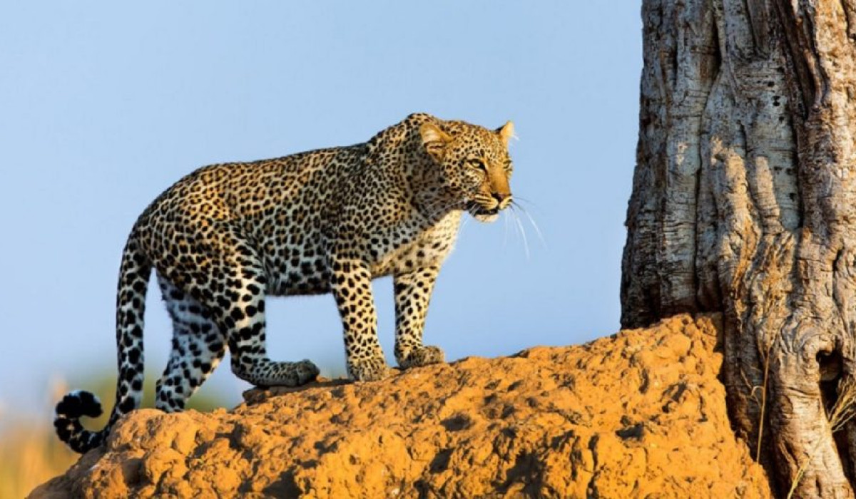 Tsavo National Parks