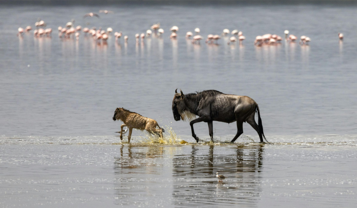 Mikumi National Park