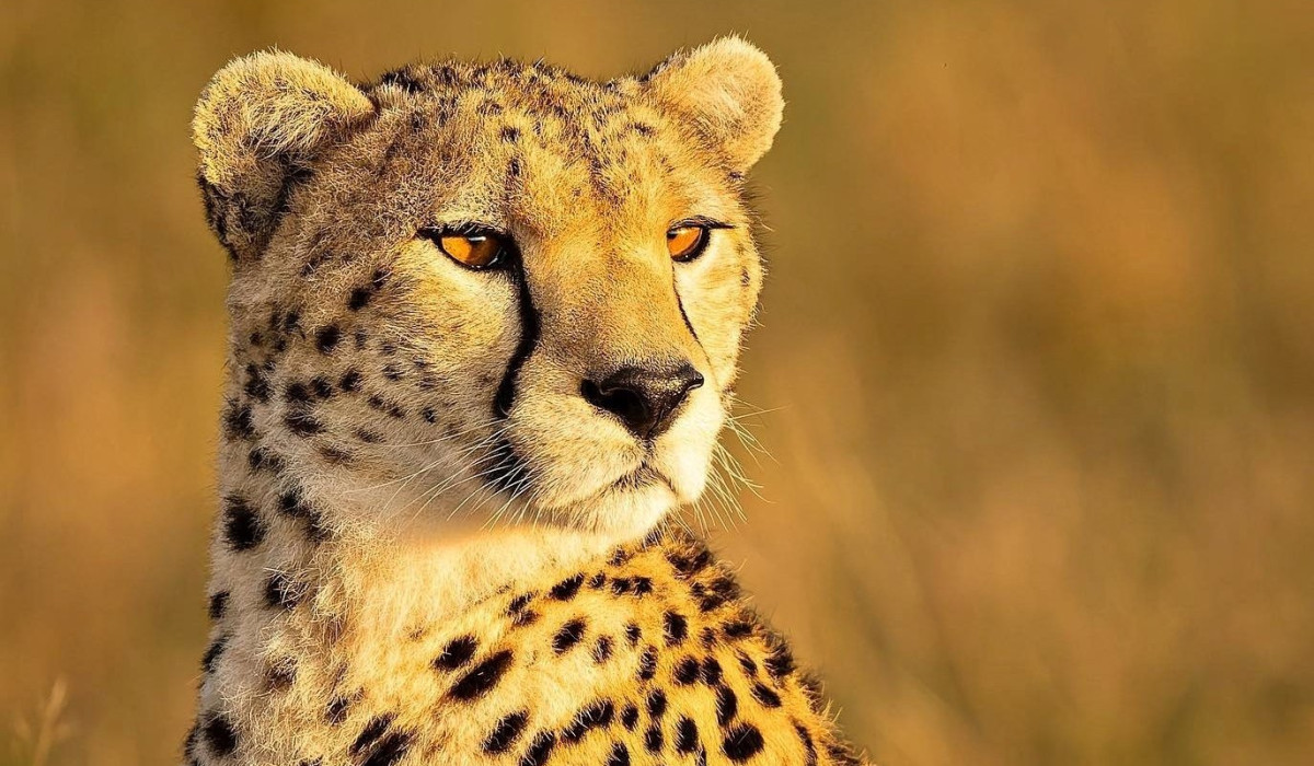 Amboseli National Park