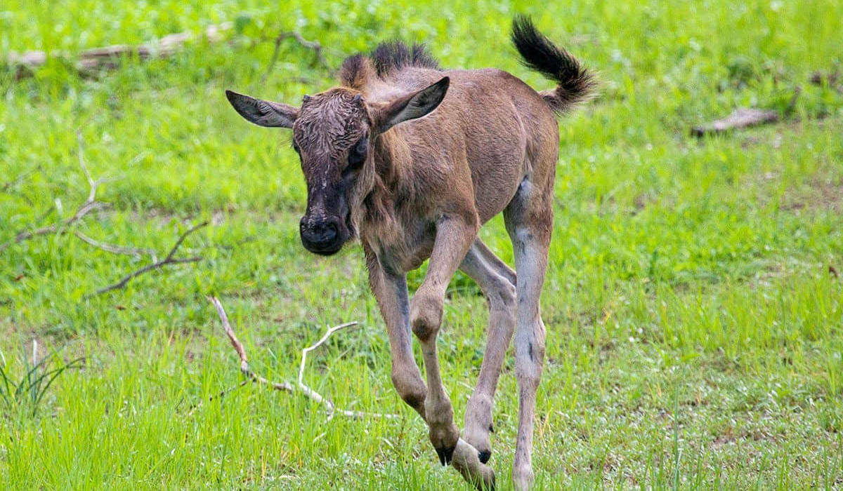 Ngorongoro Crater