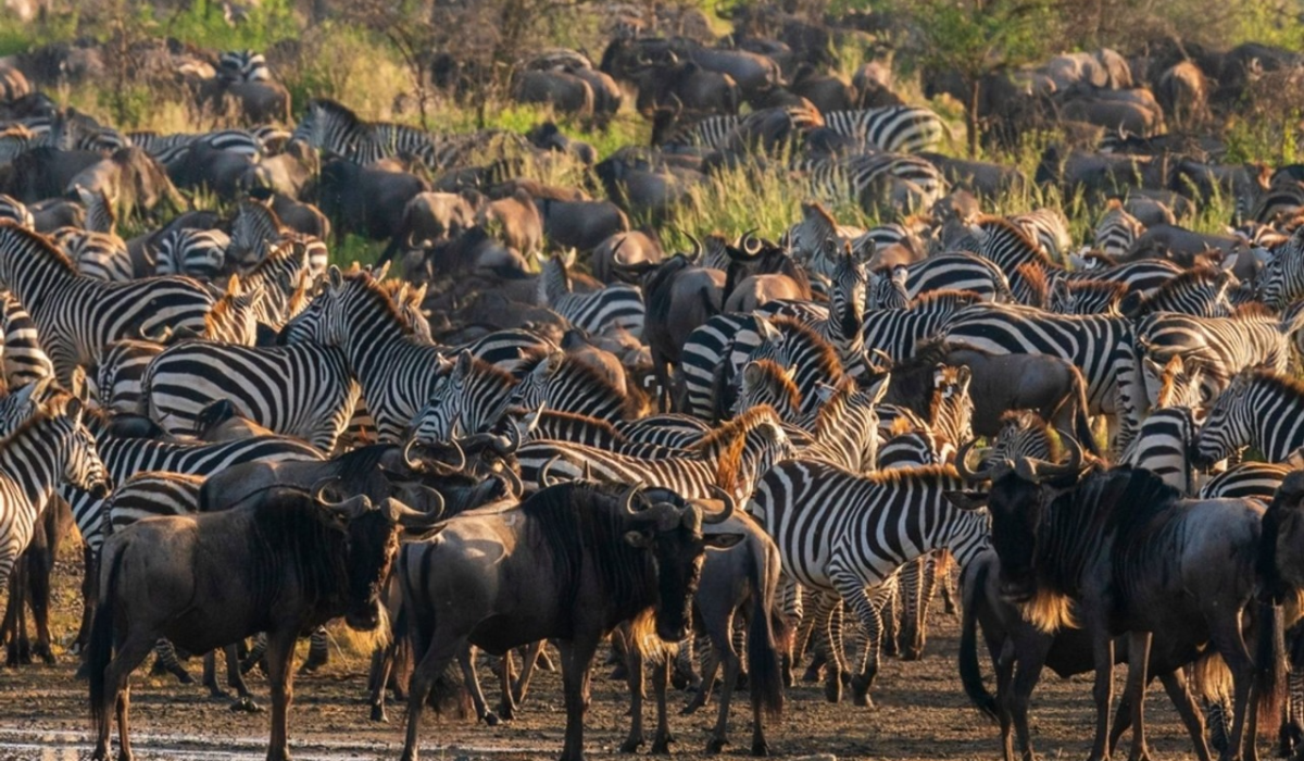 River Crossing Migration