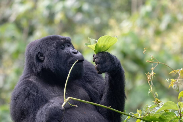 Mountain Gorillas
