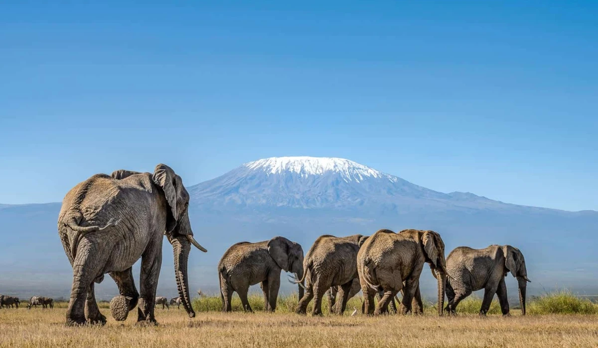 East Africa Majestic Heights