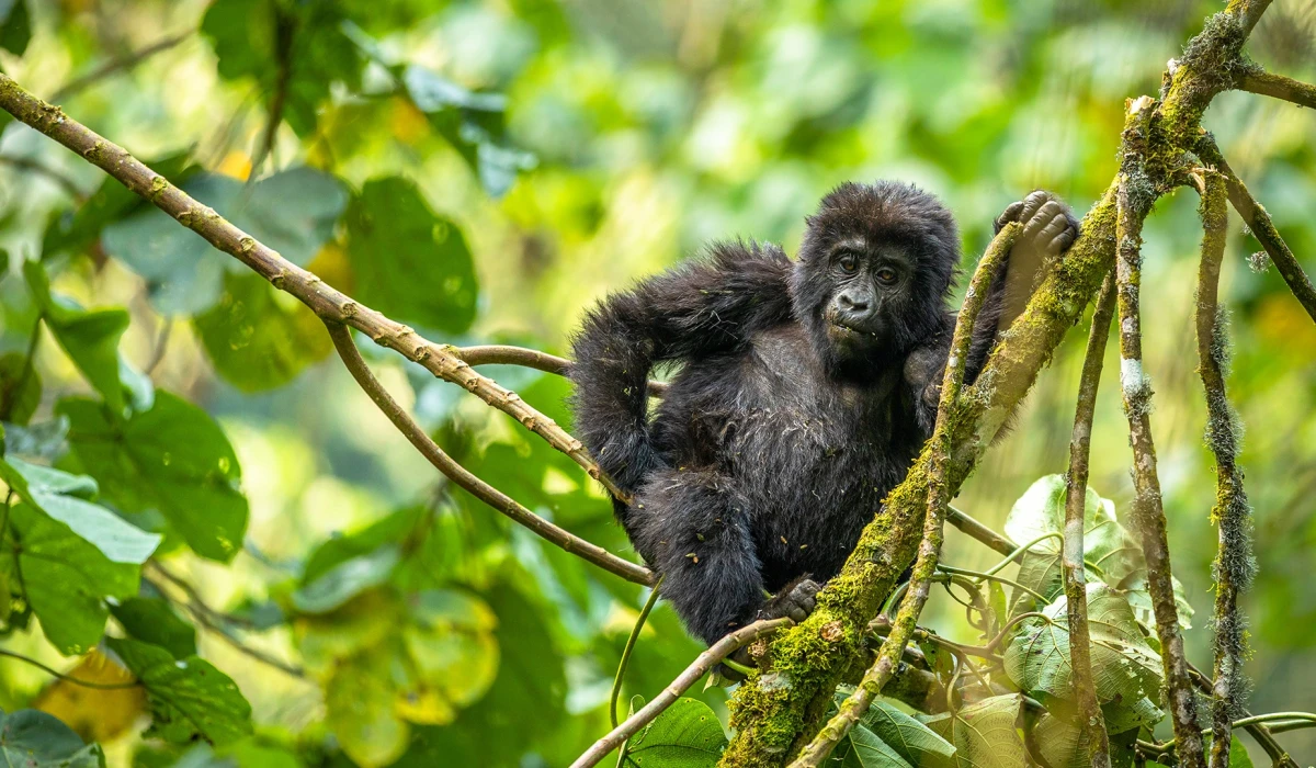 East Africa Primate Encounters