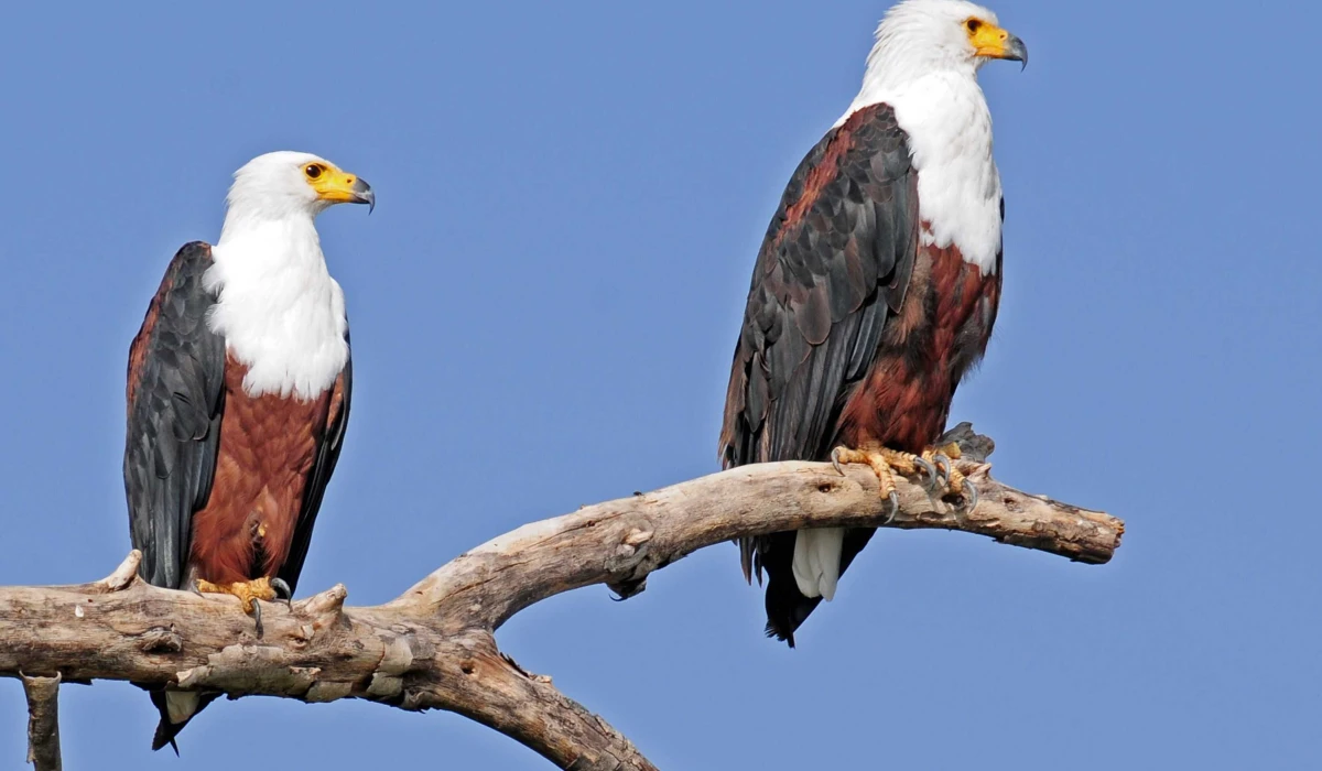 East Africa Birdwatching Wonders