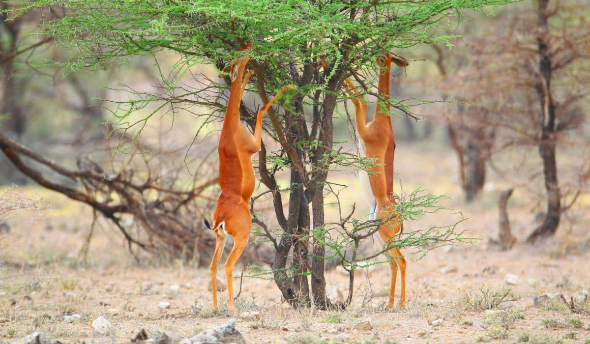 East Africa Calls You