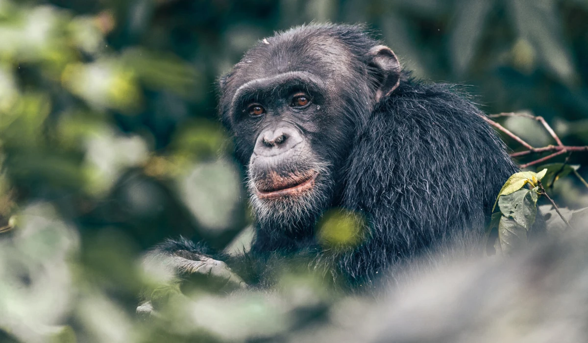 East Africa Primate Encounters