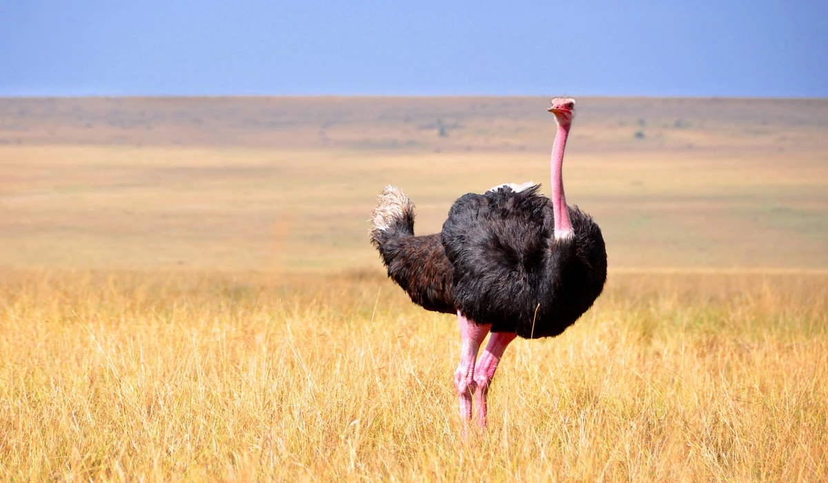 East Africa Birdwatching Wonders
